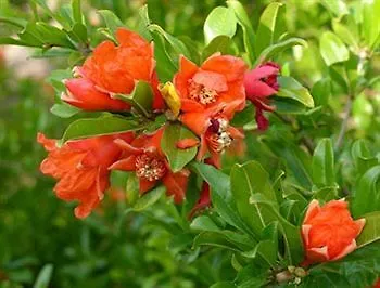 Ocakkoey Village 2* אולודניץ